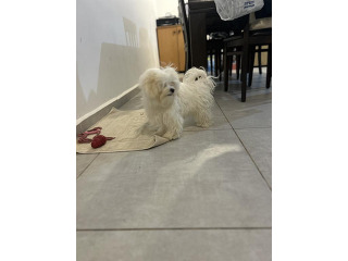 גור חמוד נוח, קליל, ידידותי