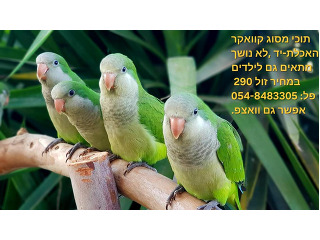 קוואקר האכלת יד מתוק ,מאולף