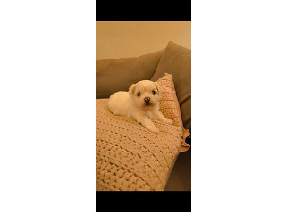 מלטז איכותי מכירה את שני