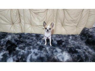 חביב אנרגטי שמח טוב עם