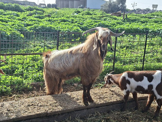 עז זכר מרביע רציני