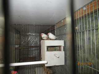 זוג עובד כרגע על 7 בצים