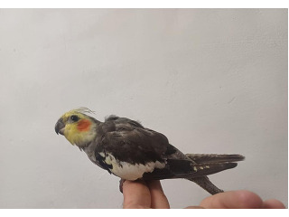 תוכי קוקטייל האכלת יד לא נושך