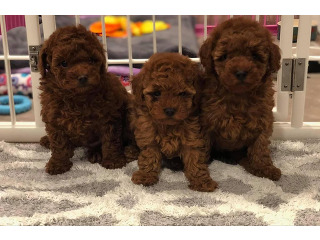 גורי פודל טוי מדהימים עברו חיסון ותילוע