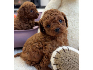 פודל טוי ננסי הכי יפים