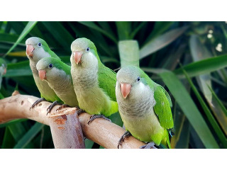 תוכי מאולף מסוג קוואקר ,האכלת