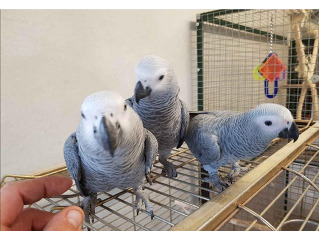 גאקו האכלות יד ברמה הכי