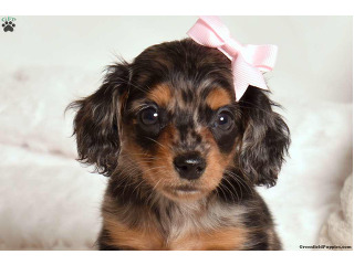 גורי תחש לאימוץ: וואטסאפ בטלפון: