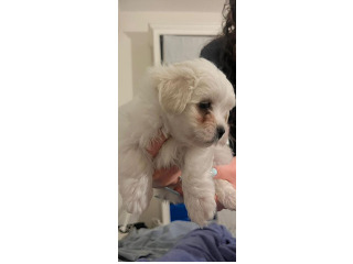 מלטז בהמלטה ביצית נשאר 3