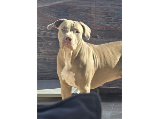 גורי פיטבול איכותיים במיוחד ????