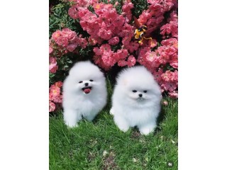 יש לנו גורי פומרניאן זכרים ונקבות לאימוץ