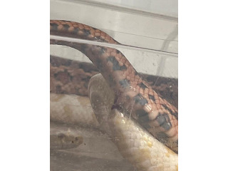 כרכן תירס זכר בוגר *מזווג