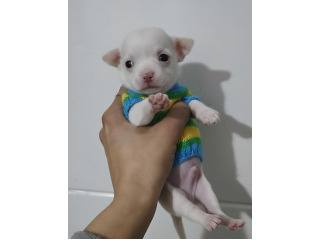 זכרים ציוואוואה מיני ננסי לבנים