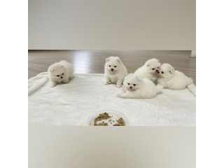 למכירה גורי פומרניין גזעים אפ