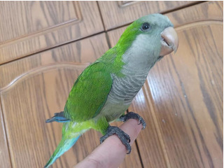 תוכי קווקאר האכלת יד חמוד מאוד לא נושך