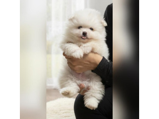 למכירה גורי פומרניין זכרים ונקבות