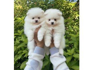 2 גורות נקבות פומרניין דובי