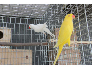 מפנה זוגות עובדים עם תיעודים