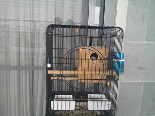 זוג תוכים יפים לפרטים חיגו 05