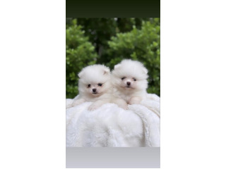 נשארו אחרונים 2 זכרים פומרניין