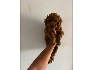 גורי פודל ננסי מוכנים לבית חם וטוב