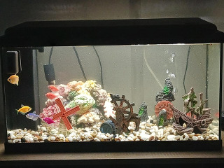 אקווריום של אקווה מתאים לכל