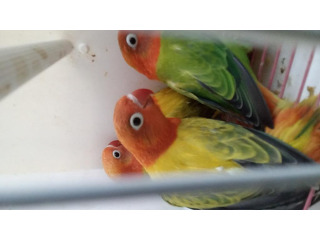 פישרים במגוון מופעים ומוטציות מיוחדות