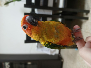 תוכי צבעוני, חכם ומלא שמחת חיים