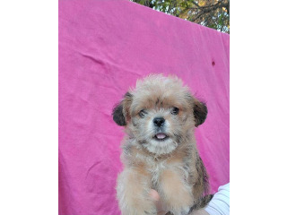 מלטיפו (פודל בשילוב מלטז), ננסי,