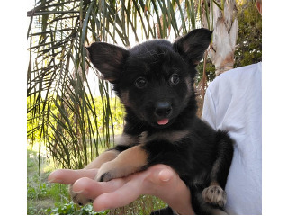 רועה בלגית, הכי טובה בעולם,