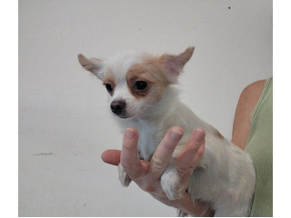 ציוואווה, בת חצי שנה, ננסית