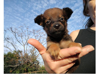 שועלי ננסי, מאמי של גורים,