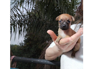 פינצר הכי ננסי יפייפה עדין