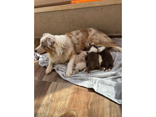 גורי רועה אוסטרלי מושלמים!! מתועדים