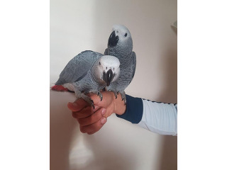 גאקו האכלות יד ברמה הכי