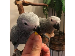 גאקו האכלות יד ברמה הכי