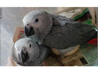 גאקו האכלות יד ברמה הכי