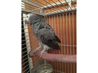 גאקו האכלות יד ברמה הכי