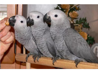 גאקו האכלות יד ברמה הכי