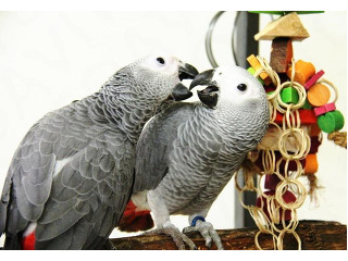 גאקו האכלות יד ברמה הכי