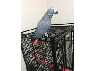 גאקו האכלות יד ברמה הכי