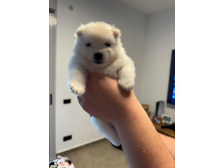 נולדו ב28/1
2 נקבות 1 זכר(לבן)
עוד בפרטי