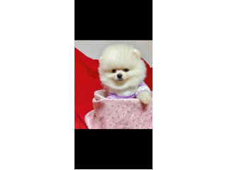 גורים של פומרניין דובי גיל