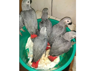 גאקו האכלות יד ברמה הכי