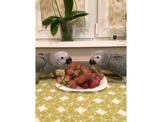 גאקו האכלות יד ברמה הכי