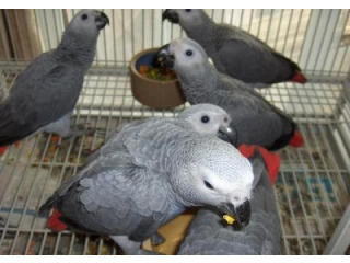 גאקו האכלות יד ברמה הכי