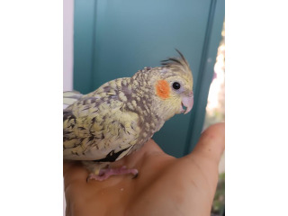 קוקוטייל צעיר ומוחתם חמוד להפליא