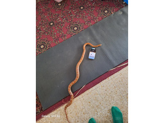 כרכן תירס בן 3 בוגרת ובריאה אוכלת חי