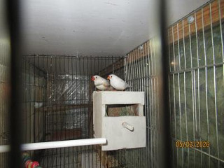 פינקים זוג עובד 70