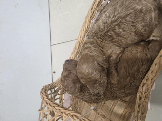 גורי פודל טוי זכר ונקבה